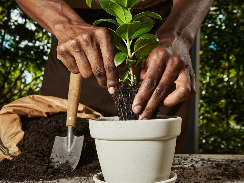 Gartnerhænder omplanter en ung plante i en keramikkrukke med kompost og lille skovl